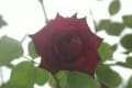 10月3日　秋の小田原フラワーガーデンでバラを撮影