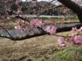 河津桜・・・。河津桜まつり～