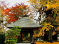 銀杏の紅葉広徳寺