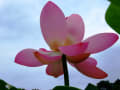 極楽浄土の花が咲く