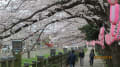 真間川の桜 満開