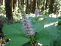 １０月　奥豊後の野草