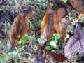 [3]wet fallen leaves011