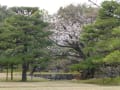 [12]二の丸庭園の山桜