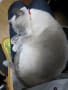 膝の上で爆睡する猫