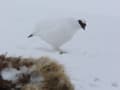 [70]雷鳥荘の雄雷鳥達３.JPG