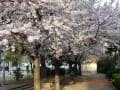 あみだ池公園の満開の桜と公園内の「堀二町会花壇」