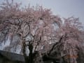 桜にうっとり！