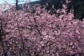 ２０１７年０２月２１日河津（七滝・桜）雪見温泉（富士山）