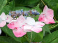 梅雨の止み間の紫陽花散策