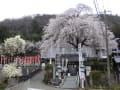 曹洞宗林陽寺の枝垂れ桜と白木蓮