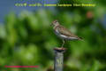 [23]Common Sandpiper25Oct10-04a-s.jpg