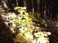 [45]20141207_60林床のコアジサイの黄葉.jpg