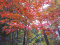 晩秋の赤城自然園2019年11月14日