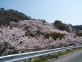 2014年4月8日の桜