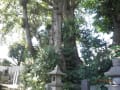 等々力満願寺のケンポナシ、等々力玉川神社のとっくリグス、駅前の保存樹木