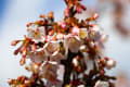 河津桜に蜂