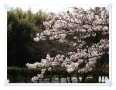 日岡公園～桜満開です～