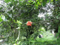 [34]DSCN7367.JPG