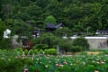 大雲寺～菅平の花