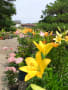 …その３は筥崎宮花庭園へ(6/20)