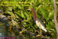 [3]Chinese Pond Heron26Mar2014-05a-s.jpg