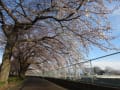 桜のトンネルが徐々に。。。楽しみです～