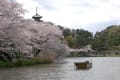 4月6日（木）晴のち曇り、4日（月）雨上がりの三溪園、6日（木）午前中にみなとみらいを見て撮り歩きです。