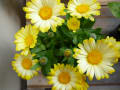 orange fresh juice & yellow coloful flowers 