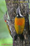 [18]Common Flameback22Sep2013-15a-s.jpg