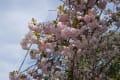 龍安寺の桜