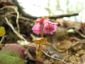 登山道にひっそり咲く花たち