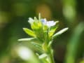 筋悪　路傍の花