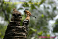 [3]Eurasian Hoopoe11Apr09-4a-s.jpg