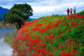 これが日本の秋これぞ曼珠沙華の花咲く風景でしょう。