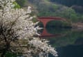 [9]碓氷湖の桜