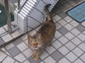 縄張りを主張する外猫さん