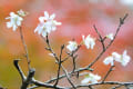 岩屋堂公園の紅葉