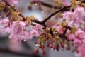 雨に咲く 河津桜