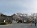 ２０１３丹波ささやまの桜