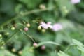 但馬高原植物園　癒しの森