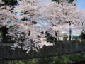 真間川堤の桜　２０２１年３月２７年