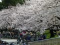 浜寺公園の桜（２０１４年４月１日）