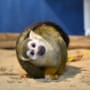 動物写真2