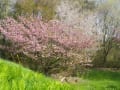 素敵な自然に触れた一日・花、八重桜、風景、車窓（バス・電車）