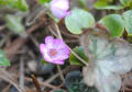 [25]野草園の花たち