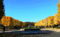 昭和記念公園の紅葉