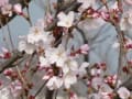 京都　桜だより　梅小路公園①