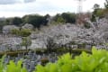 多摩の桜２０２５　～墓苑のソメイヨシノ～