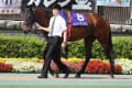 [25]2015/6/7　安田記念　芝1６00ｍ　川須騎手